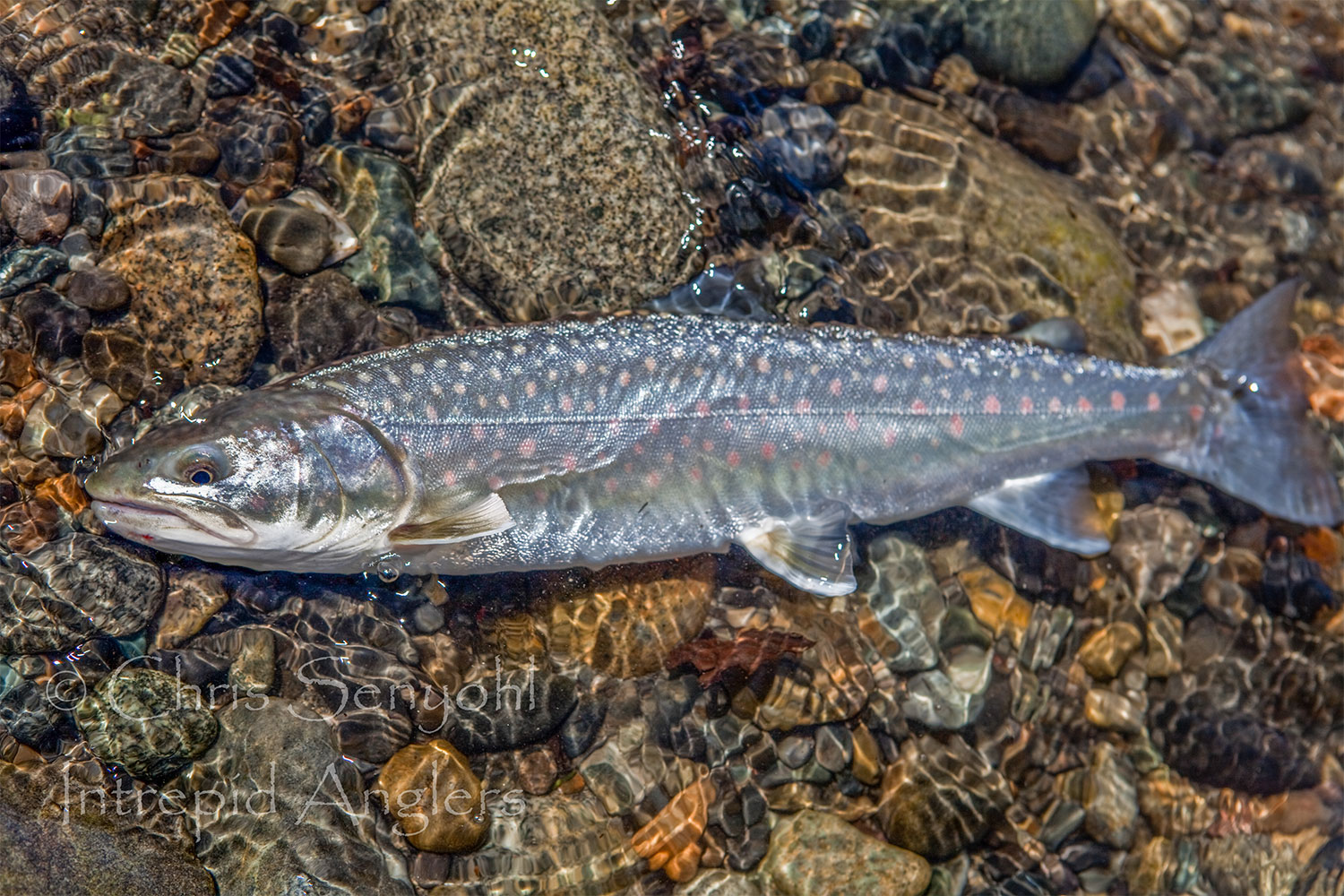 dolly varden trout dolly varden trout