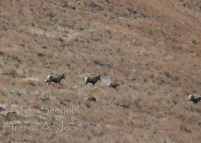10-24-2006 yakima and hunting 0472