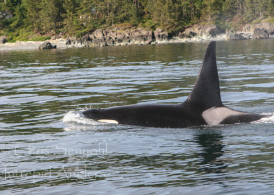 6-07 sooke 022
