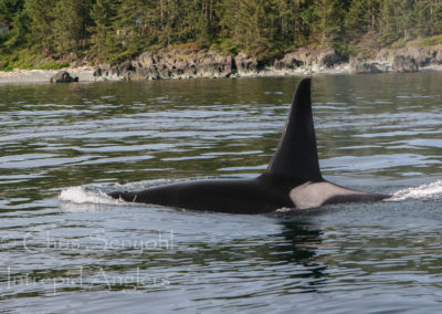 6-07 sooke 023
