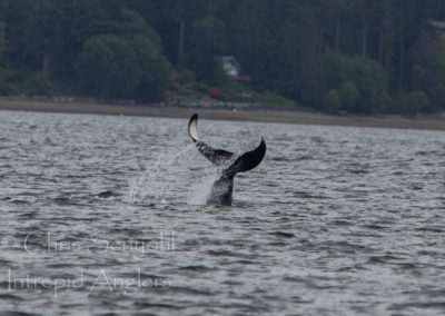 wildlife_08