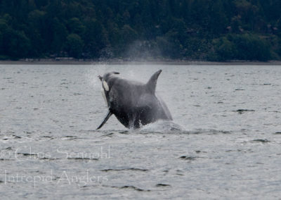 wildlife_07