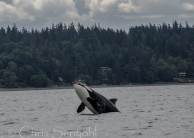 wildlife_06