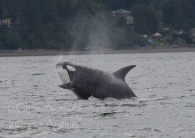 wildlife_05