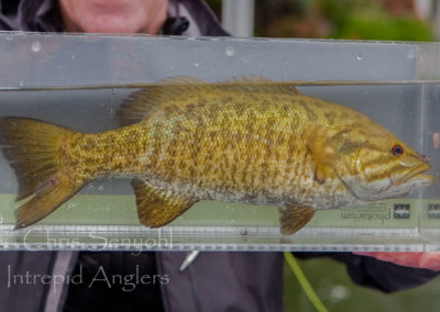 bass_05