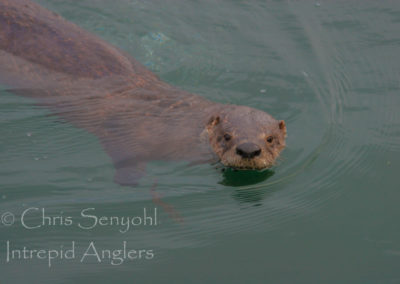 wildlife_02
