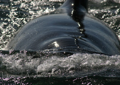 wildlife_01