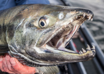 salmon_08