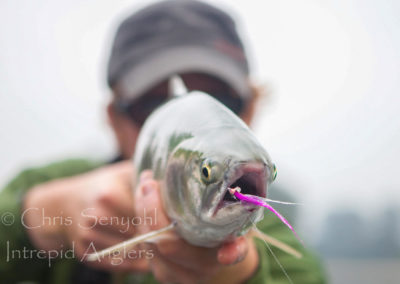 salmon_13