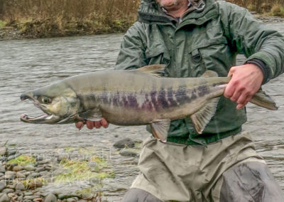 salmon_17