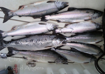 salmon_20