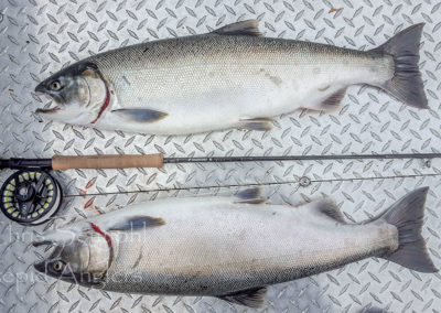 salmon_22