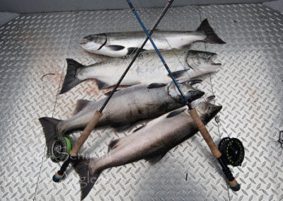 salmon_26