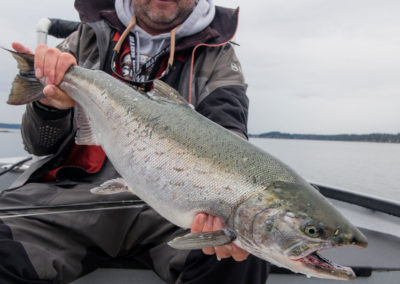 salmon_27