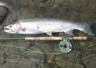 steelhead07