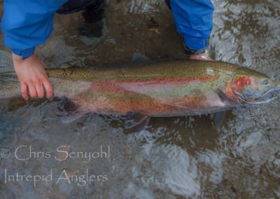 steelhead09