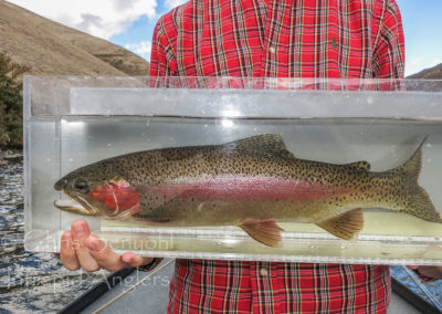 trout12
