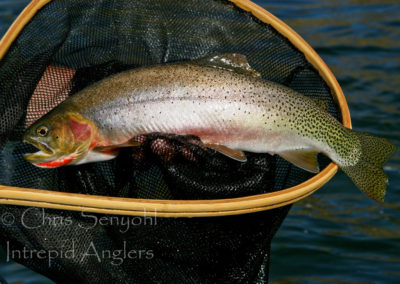 trout_03