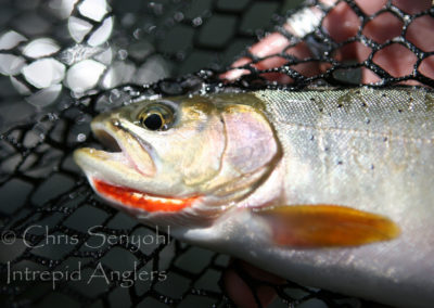 trout_10