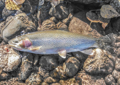 trout_30