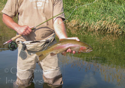 trout_31