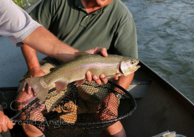 trout_32