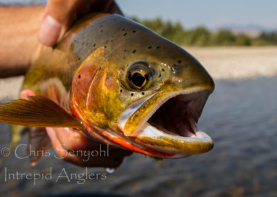 trout_34
