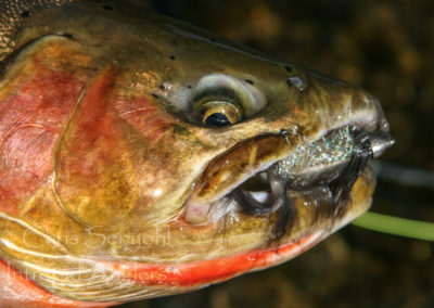 trout_36