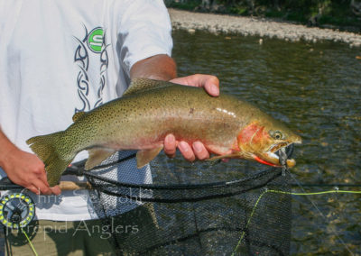 trout_40
